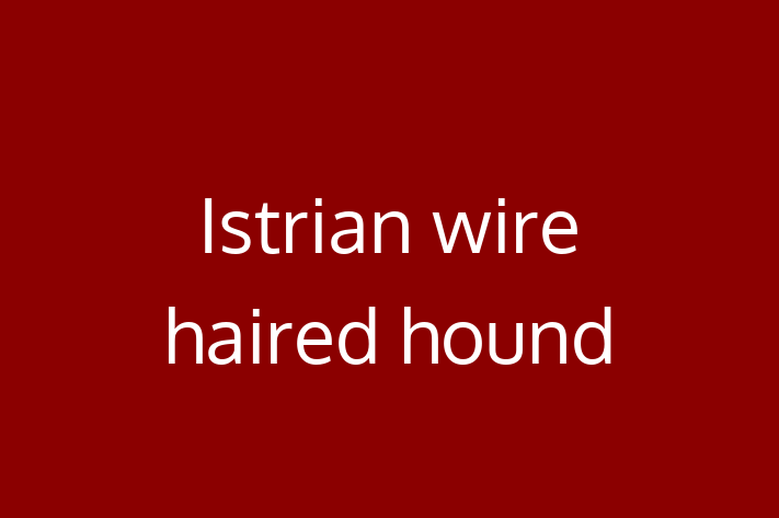 Istrian wire haired hound Dog for Sale in Round Rock