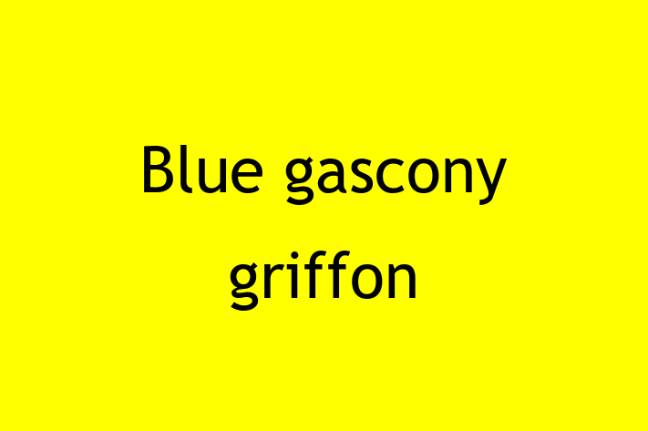 Blue gascony griffon Dog for Sale in Anaheim