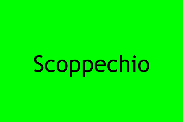 Software Engineering Company Scoppechio