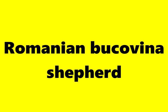 Find Your New Romanian bucovina shepherd Dog in Inglewood