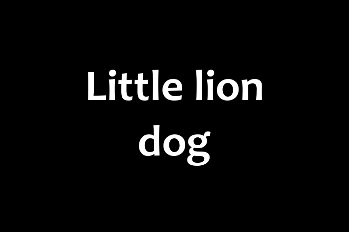 Little lion dog for Sale in Daly City