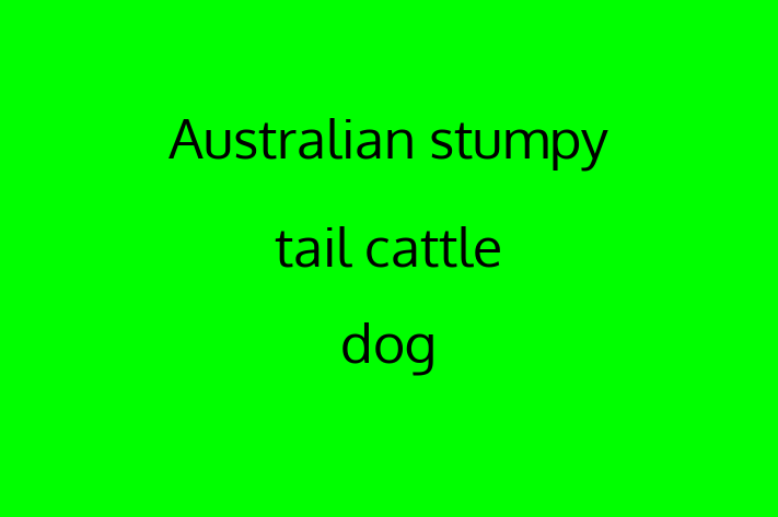 Australian stumpy tail cattle dog Dog PuppiesKittens for Sale in Tempe