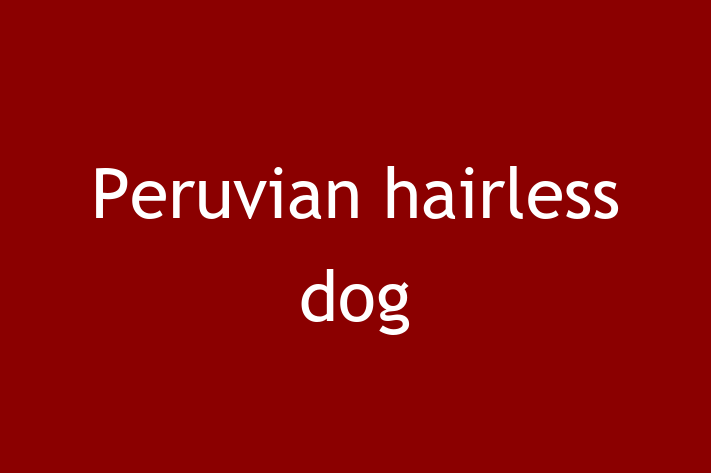 Peruvian hairless dog Dog PuppiesKittens for Sale in Birmingham