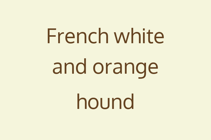 French white and orange hound Dog for Adoption in Santa Rosa