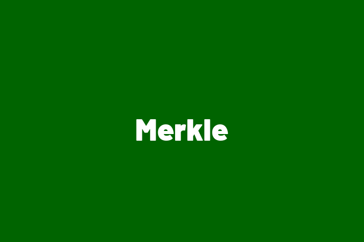 Tech Solutions Company Merkle