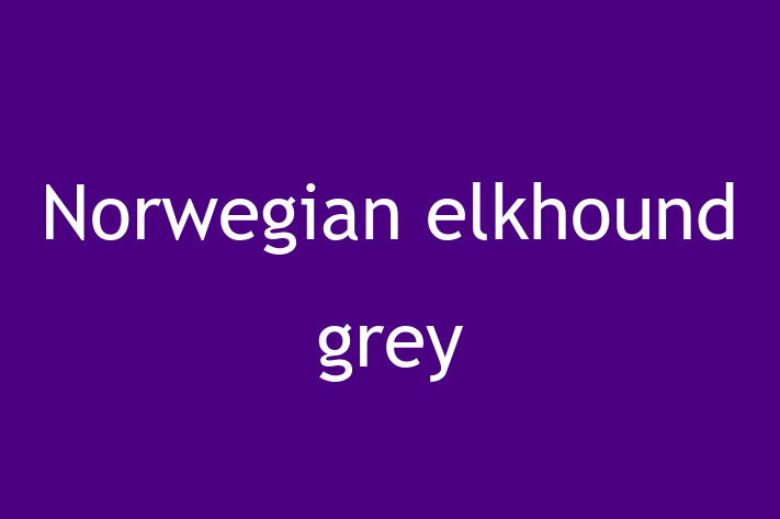 Adopt a Beautiful Norwegian elkhound grey Dog in Santa Barbara