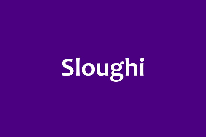 Adopt a Sloughi Dog in Roseville