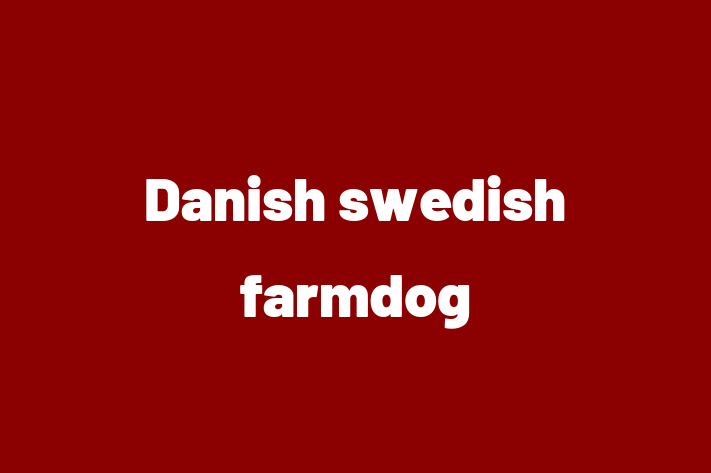 Dog Danish swedish farmdog for Sale in Salem