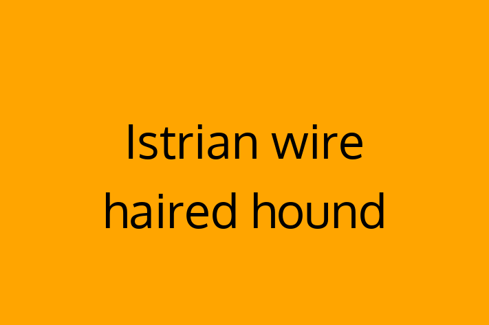 Istrian wire haired hound for Sale in Cleveland