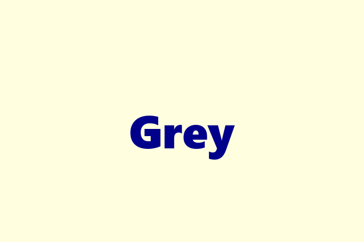 Software Services Company Grey