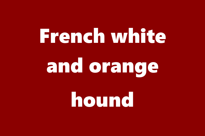 French white and orange hound Dog for Sale in Westminster