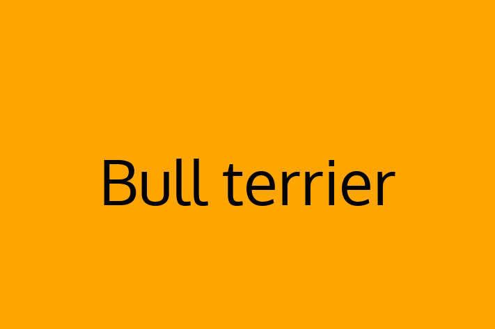 Bull terrier Dog in Murfreesboro