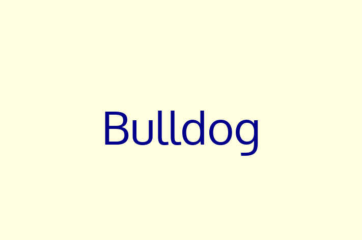 Bulldog Dog for Sale in Salt Lake City