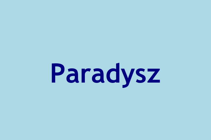 Software Development Company Paradysz