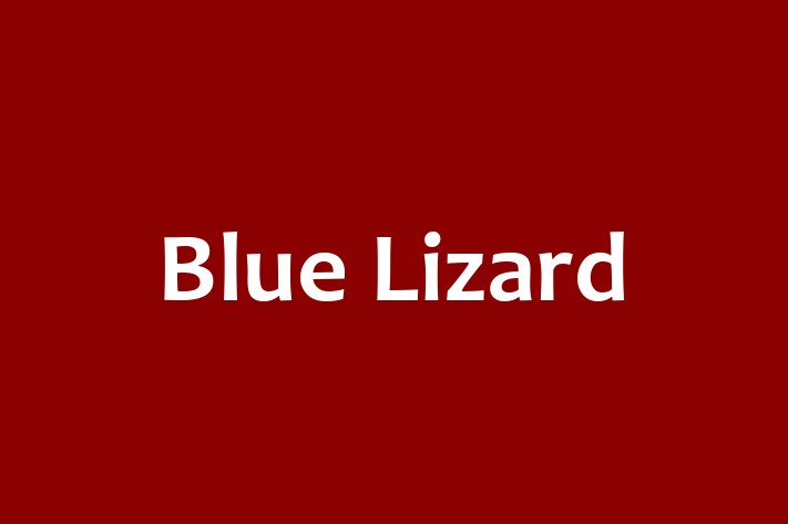 Software Firm Blue Lizard