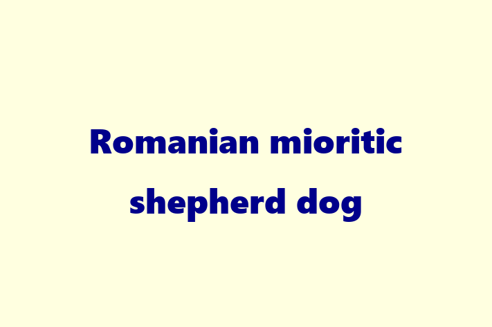 Adopt a Romanian mioritic shepherd dog Dog in Detroit