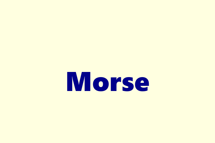 Software Development Company Morse