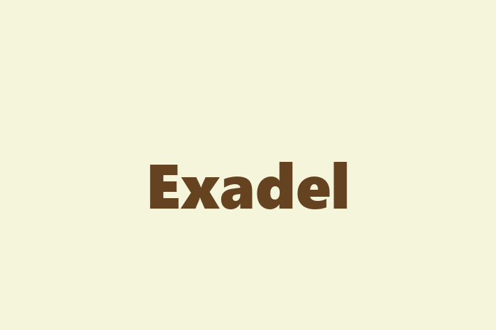 IT Company Exadel