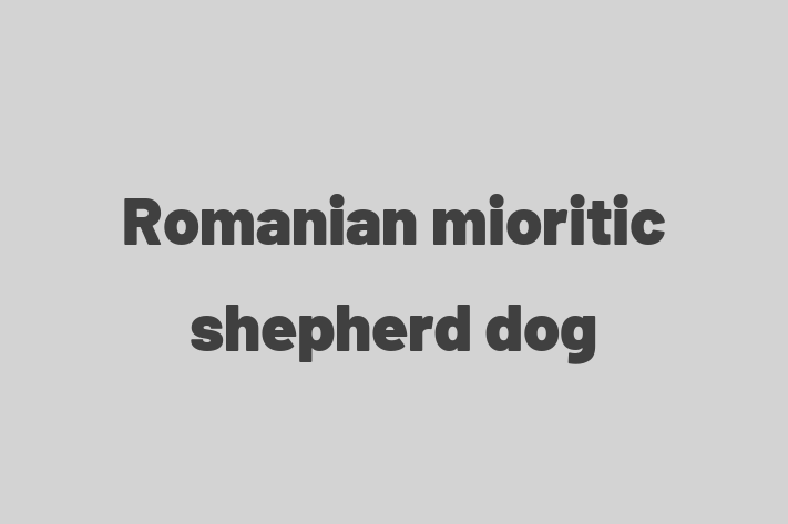 Meet Your New Romanian mioritic shepherd dog Dog in Paterson