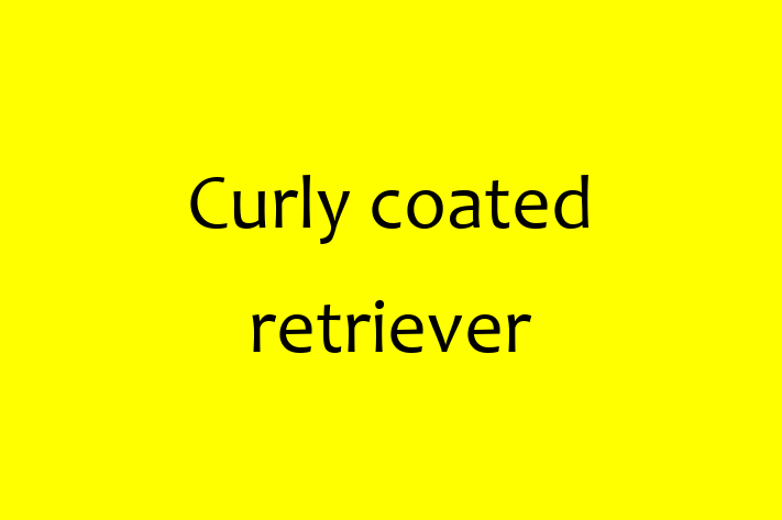 Adopt a Dog Today Curly coated retriever in Huntsville