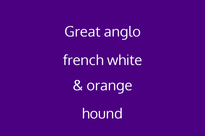 Great anglo french white orange hound Dog for Sale in Denver