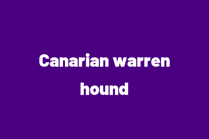 Canarian warren hound Dog in Lakewood Ready for a New Home