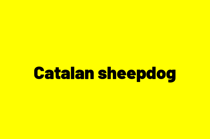 Adopt a Friendly Catalan sheepdog Dog in San Diego