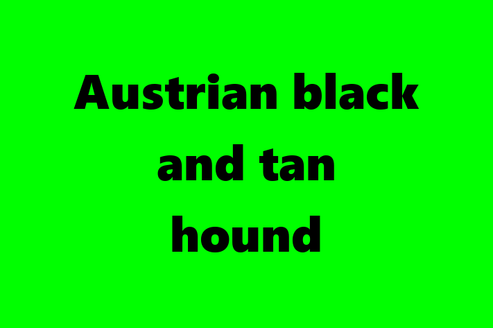 Austrian black and tan hound Dog Ready for a Home in Inglewood