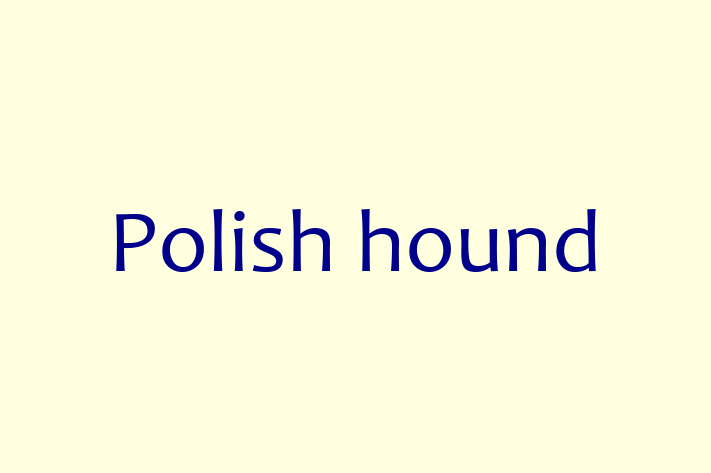 Find Your New Polish hound Dog in Clarksville