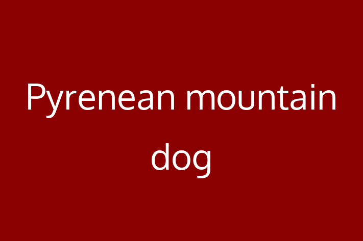 Pyrenean mountain dog Dog for Adoption in Thousand Oaks