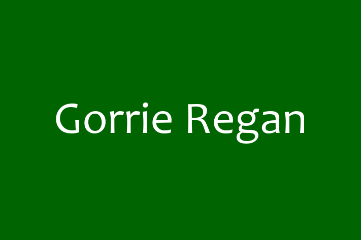 Software Development Company Gorrie Regan