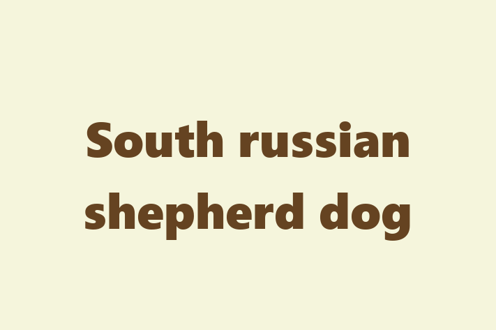 South russian shepherd dog Dog Ready for a Home in Thousand Oaks