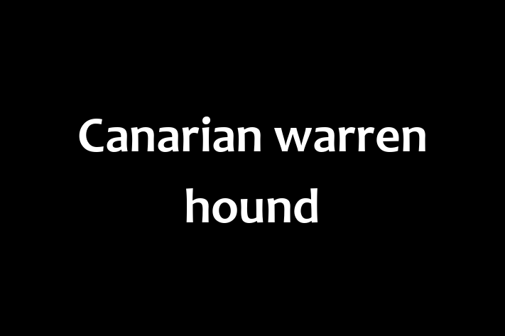 Find Your New Canarian warren hound Dog in Virginia Beach