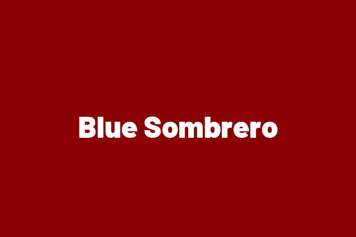 Digital Solutions Provider Blue Sombrero