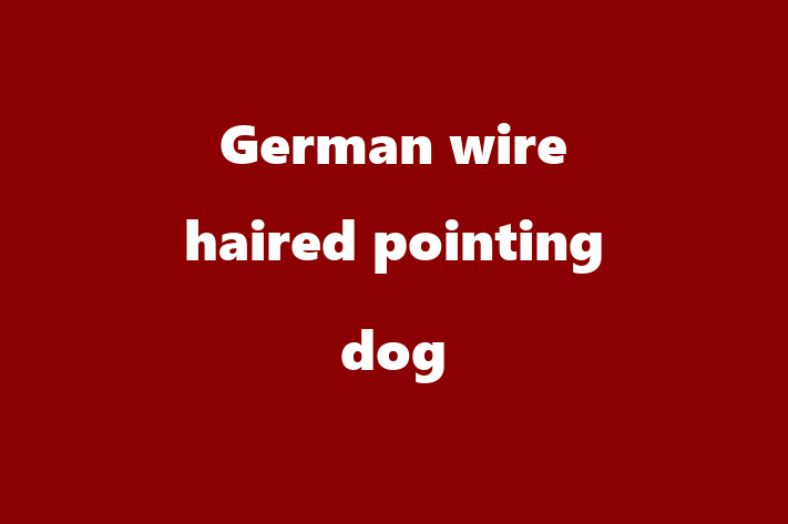 German wire haired pointing dog Dog for Adoption in Pembroke Pines