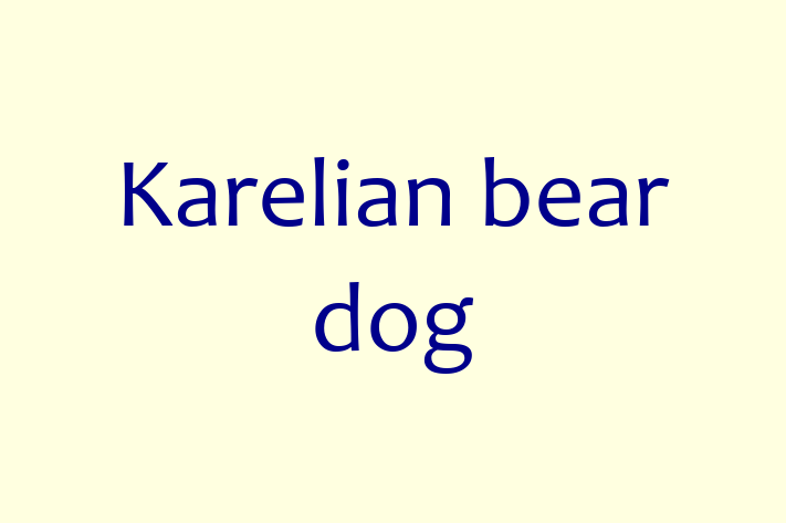 Karelian bear dog Dog in Downey Ready for a New Home