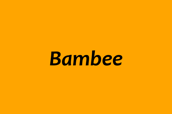 Human Resource Management Bambee