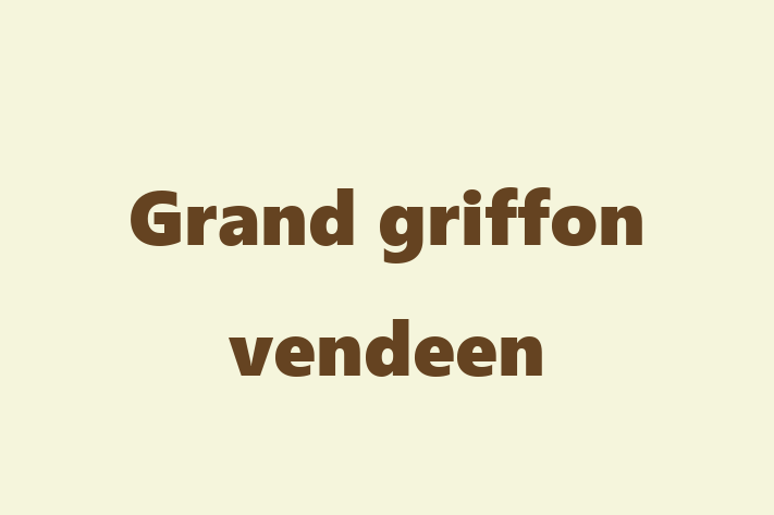 Grand griffon vendeen Dog for Sale in Moreno Valley