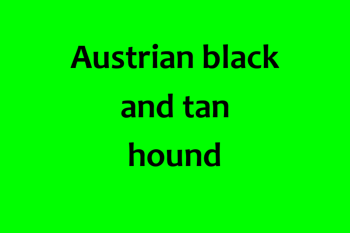 Find Your New Austrian black and tan hound Dog in Pompano Beach