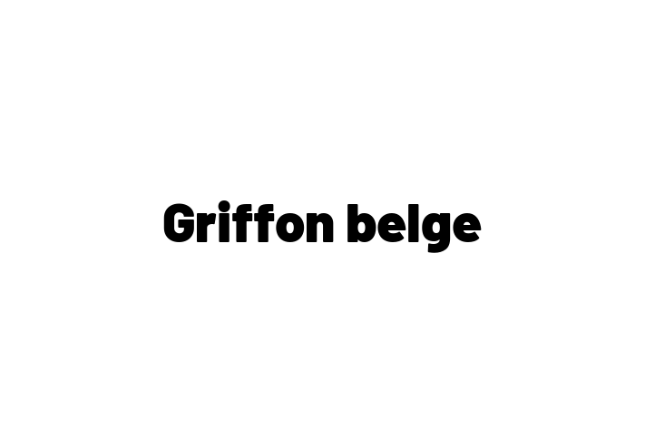 Griffon belge Dog Ready for a Home in Pembroke Pines