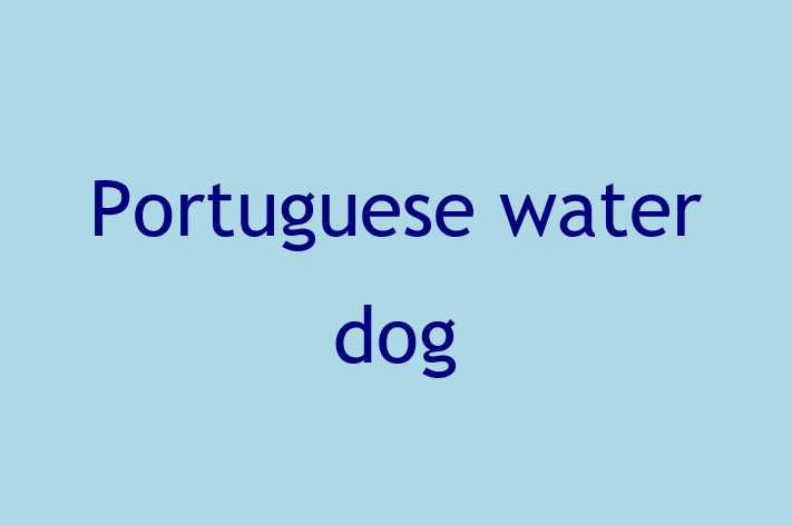 Portuguese water dog Dog for Sale in Scottsdale