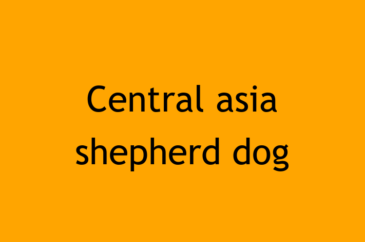 Dog Central asia shepherd dog for Sale in Torrance