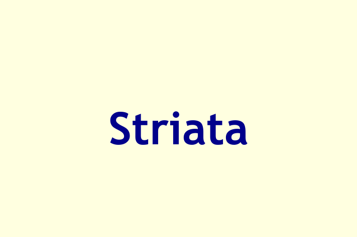 Software Development Firm Striata