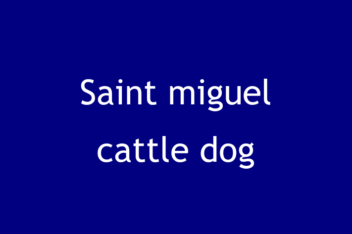 Adopt a Saint miguel cattle dog Dog in Columbia