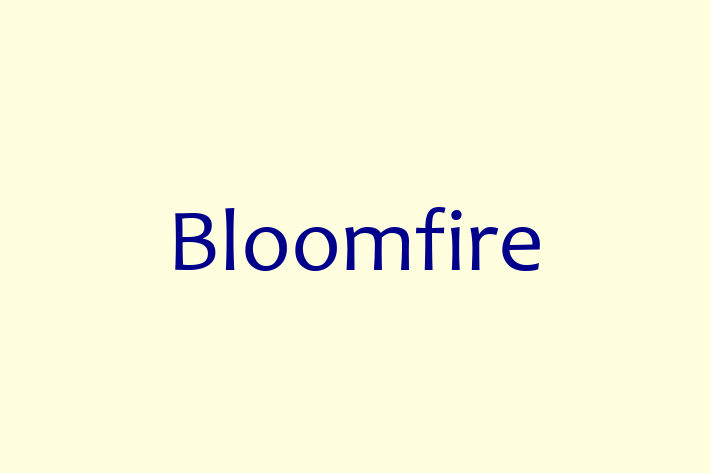 Software Engineering Company Bloomfire