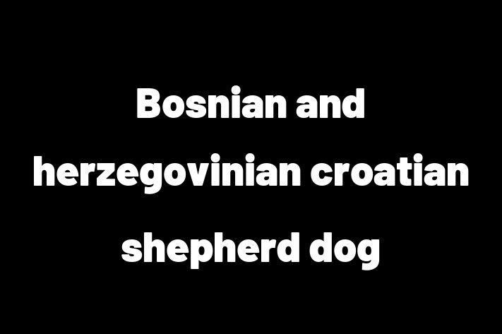 Adopt a Dog Today Bosnian and herzegovinian croatian shepherd dog in Corpus Christi