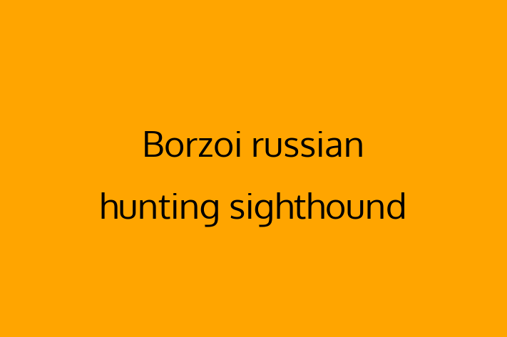 Adopt a Dog Borzoi russian hunting sighthound Available in Thousand Oaks