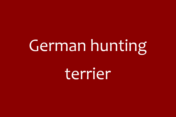 Dog German hunting terrier for Sale in San Bernardino