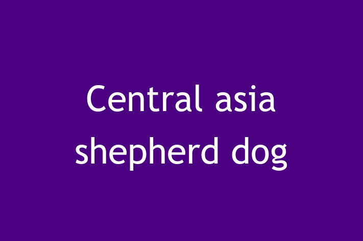 Central asia shepherd dog Dog for Sale in Knoxville