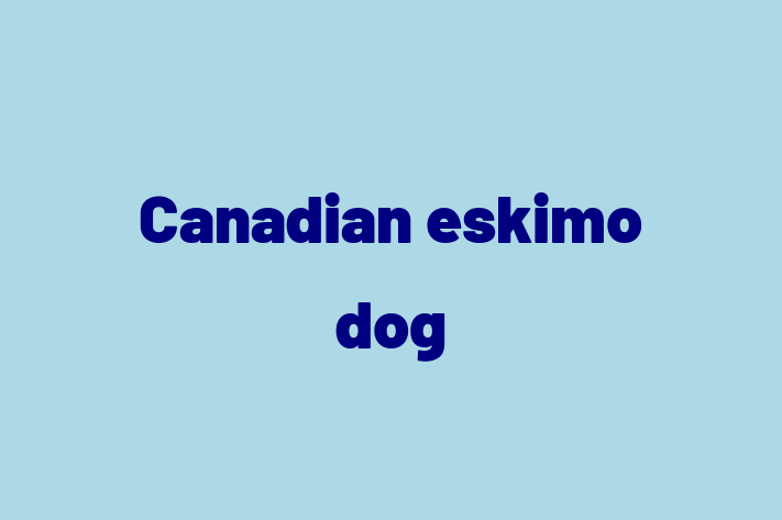 Canadian eskimo dog Dog for Sale in Palmdale